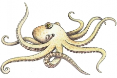 Krake