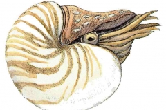 Nautilus