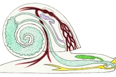 SchneckeQuerschnitt