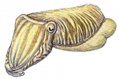 Tintenfisch