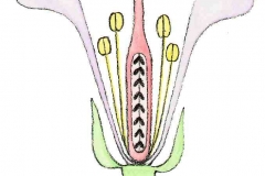 Bluetenquerschnitt