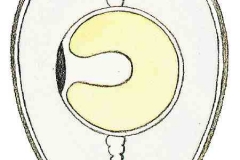 Ei1