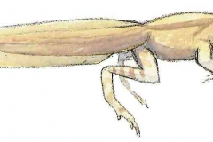 Grasfrosch5