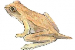 Grasfrosch6