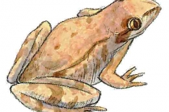 Grasfrosch7