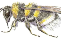 Hummel