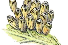Kohlweissling1