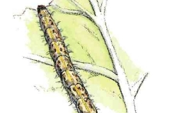 Kohlweissling2