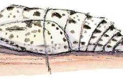 Kohlweissling3