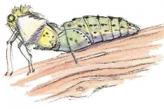 Kohlweissling4