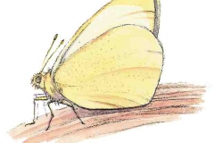 Kohlweissling5
