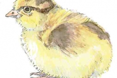 Kueken2