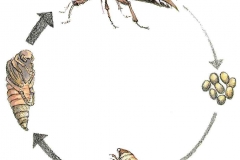 MKMetamorphose
