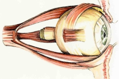 Augmuskeln