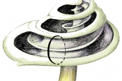 Gehoerschnecke