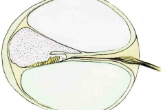 GehoerschneckeQuerschnitt