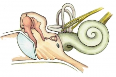 OhrDetail