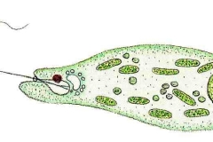 Augentierchen