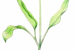Baerlauch
