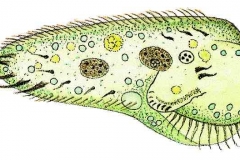 Borstentierchen