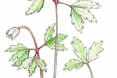 Buschwindroeschen