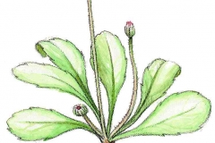 Gaensebluemchen