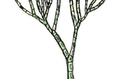 Gruenalge