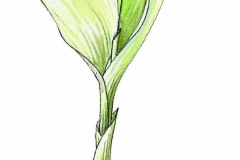Maigloeckchen