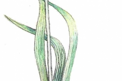 Narzisse