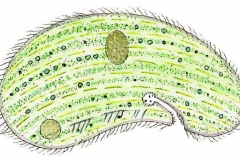 Nierentierchen