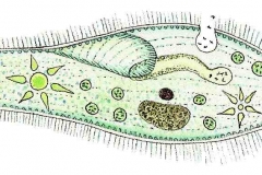 Pantoffeltierchen