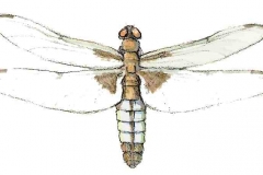 Plattbauch