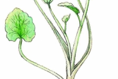Scharbockskraut