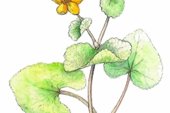 Sumpfdotterblume