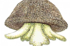 Uhrglaeschen