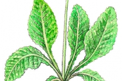 WiesenSchluesselblume