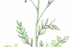 Wiesenschaumkraut