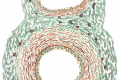 ArterienVenenQuerschnitt