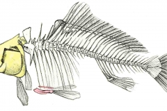 Fisch