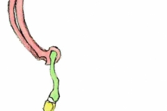 Frosch