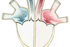 Herzkammern4