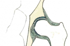 Hueftgelenk
