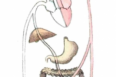 Kreislauf