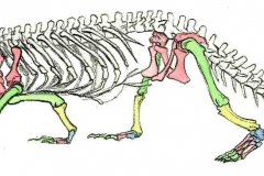 Krokodil