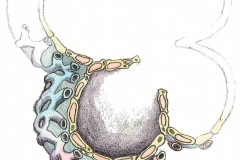 Lungenblaeschen
