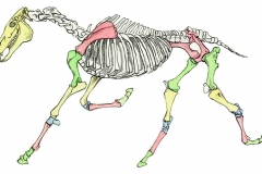 Pferd