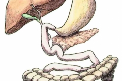 Verdauungsapparat