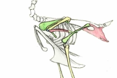 Vogel