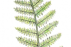 Adlerfarn