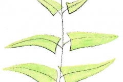 AdlerfarnDetail1